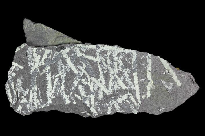 Fossil Graptolite Cluster (Didymograptus) - Great Britain #103425